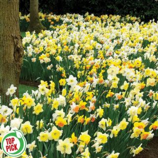 Mixed Daffodil Half Basket Thumbnail
